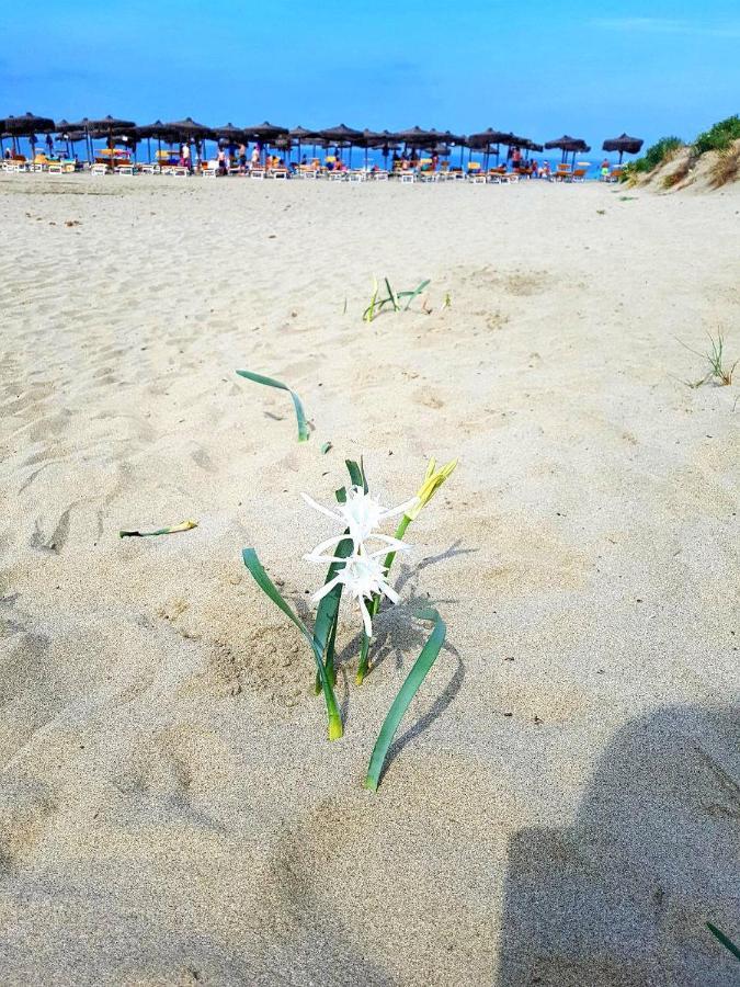 Regina Del Mare Holiday Apartments Tirrenia Exterior foto